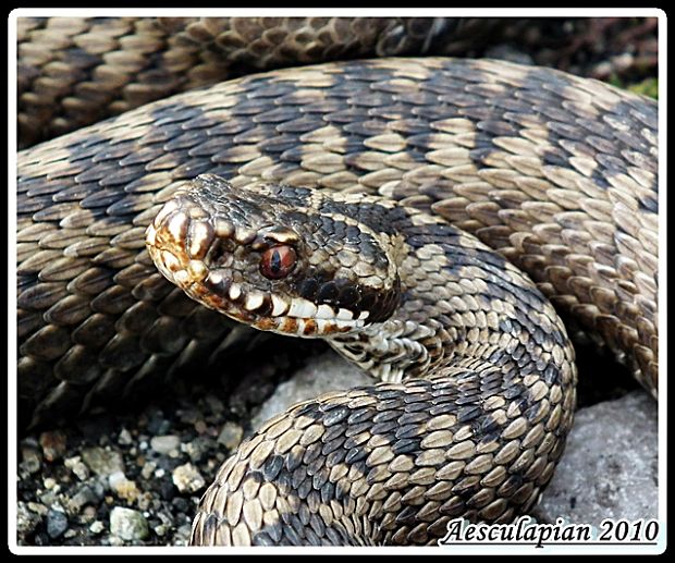 vretenica severna Vipera berus