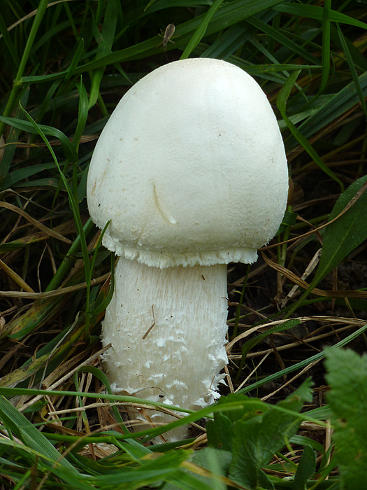 pečiarka Agaricus sp.