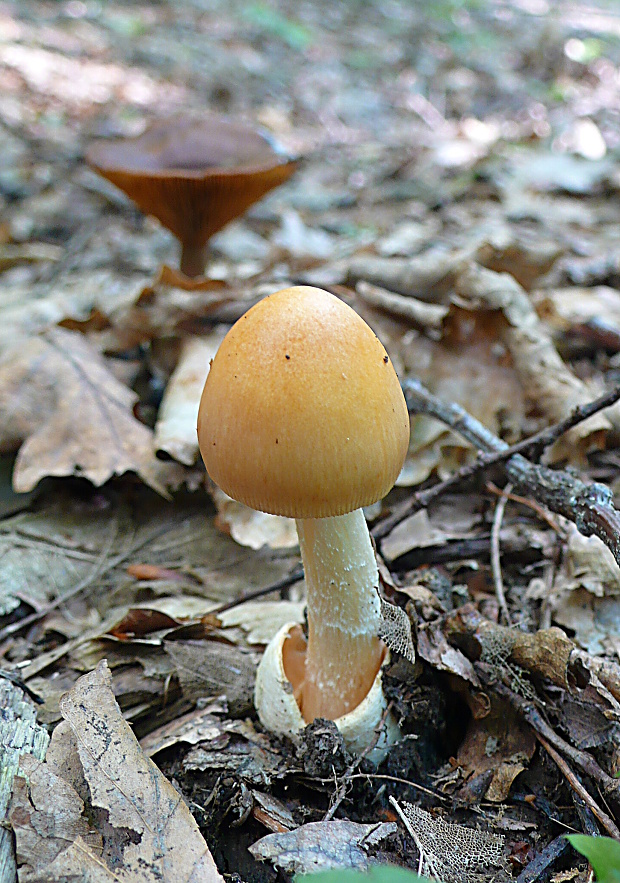 muchotrávka plavohnedá Amanita fulva Fr.