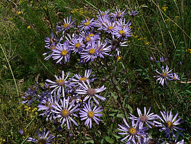 astra spišská - hvězdnice chlumní Aster amelloides Besser