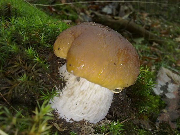 hríb smrekový Boletus edulis Bull.