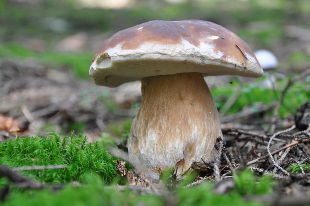 hríb smrekový Boletus edulis Bull.