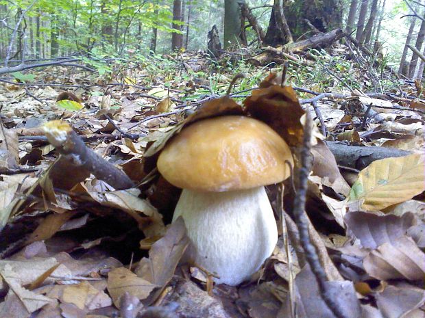 hríb smrekový Boletus edulis Bull.