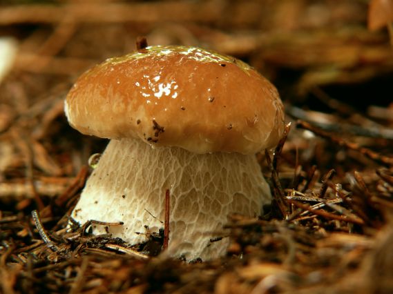 hríb smrekový Boletus edulis Bull.