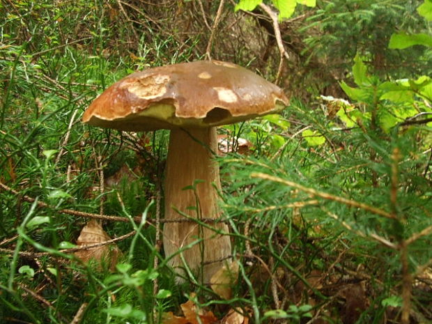 hríb smrekový Boletus edulis Bull.