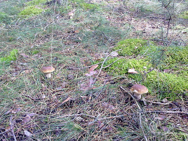 hríb smrekový Boletus edulis Bull.