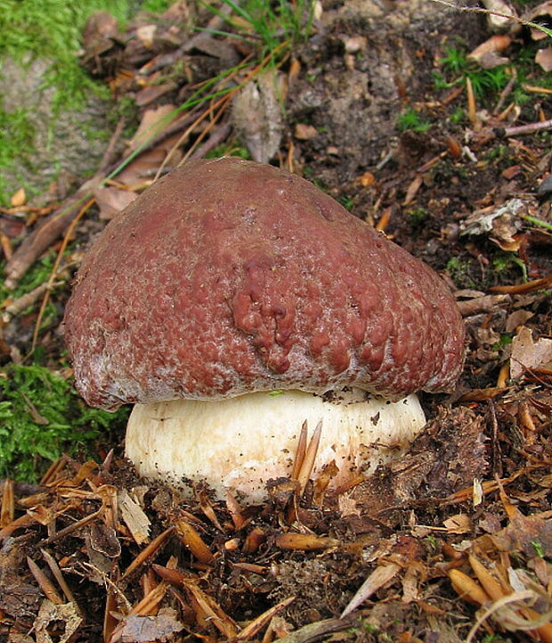 hríb sosnový Boletus pinophilus Pil. et Dermek in Pil.