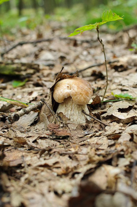 hríb dubový Boletus reticulatus Schaeff.