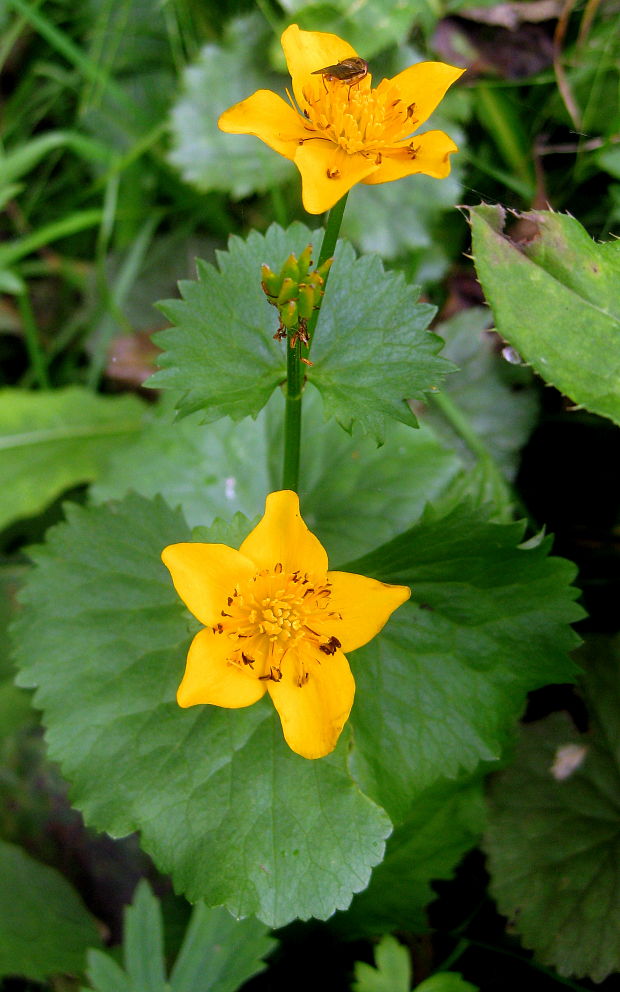 záružlie močiarne horské Caltha palustris subsp. laeta (Schott, Nyman et Kotschy) Hegi