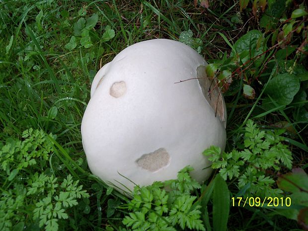 vatovec obrovský Calvatia gigantea (Batsch) Lloyd