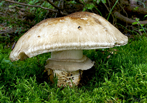 náramkovka cisárska Catathelasma imperiale (P. Karst.) Singer