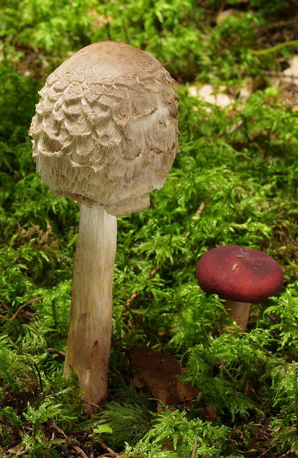 bedľa červenejúca Chlorophyllum rachodes (Vittad.) Vellinga