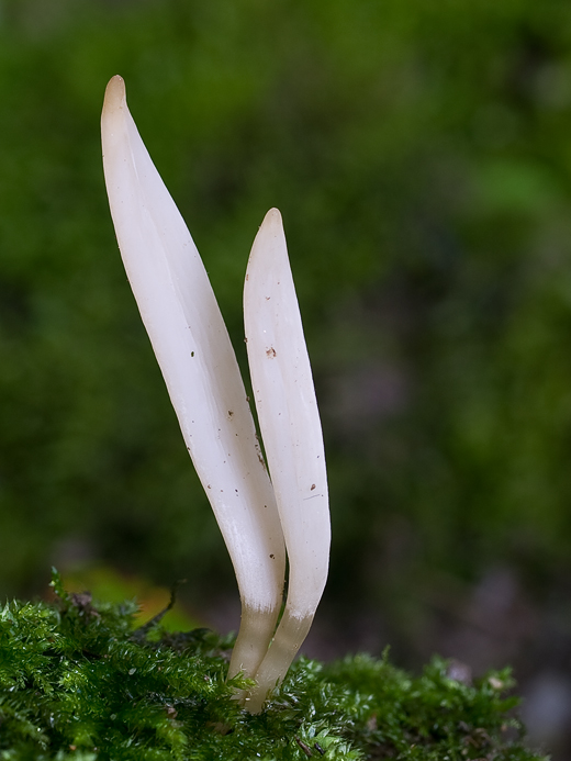 kyjačik Clavaria sp.