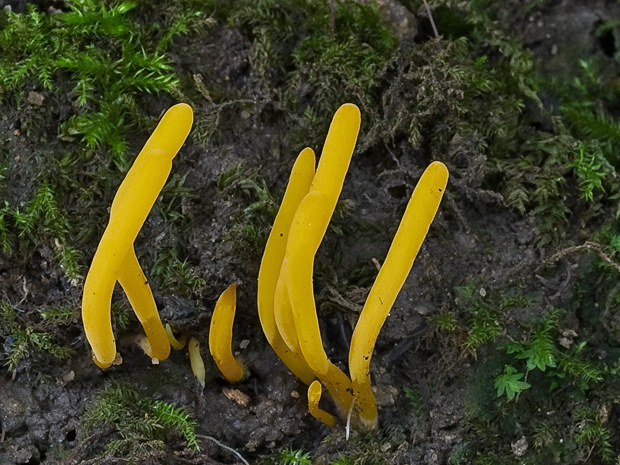 pakonárovka Clavulinopsis laeticolor (Berk. & M.A. Curtis) R.H. Petersen