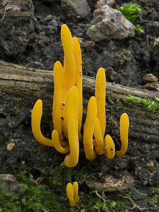 pakonárovka Clavulinopsis laeticolor (Berk. & M.A. Curtis) R.H. Petersen