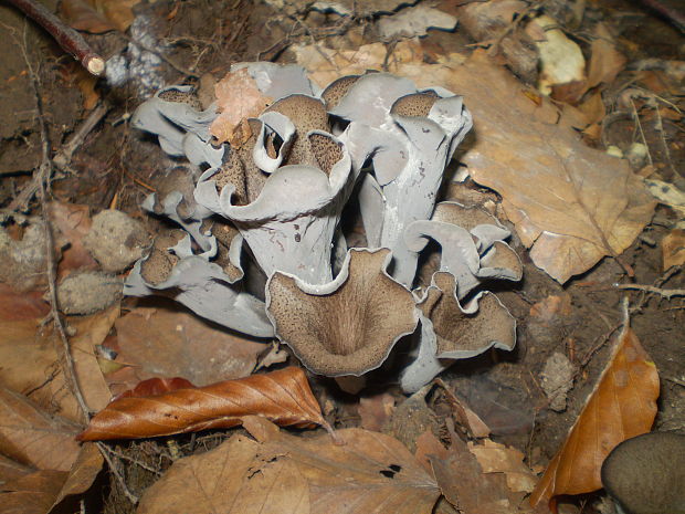 lievik trúbkovitý Craterellus cornucopioides (L.) Pers.