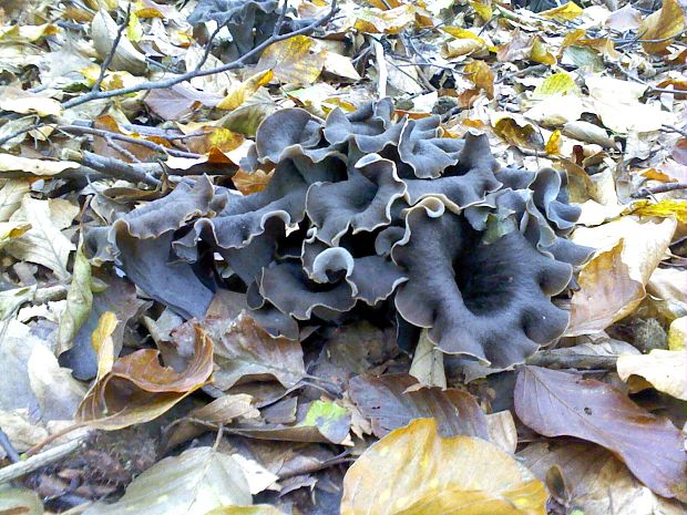 lievik trúbkovitý Craterellus cornucopioides (L.) Pers.