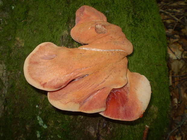 pečeňovec dubový Fistulina hepatica (Schaeff.) With.