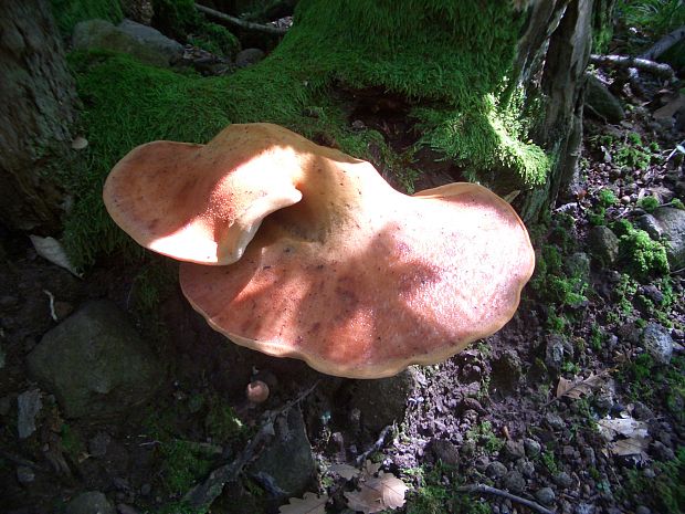 pečeňovec dubový Fistulina hepatica (Schaeff.) With.