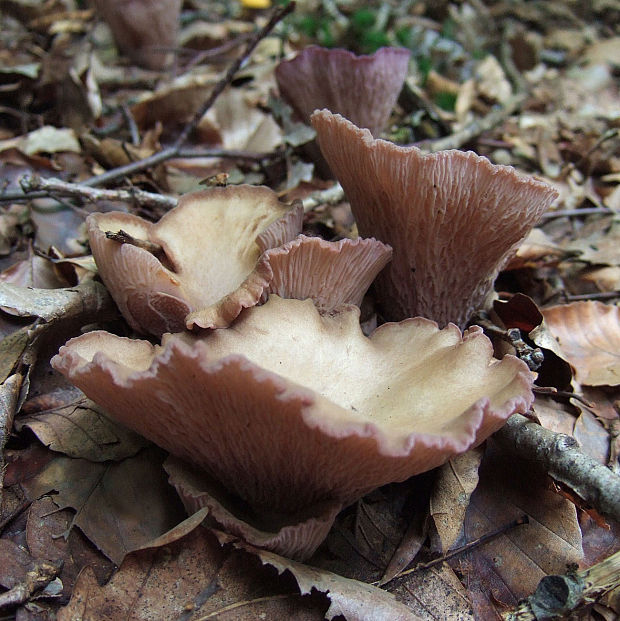 lievikovec kyjakovitý Gomphus clavatus (Pers.) Gray