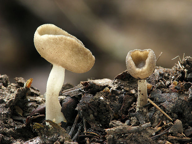 chriapač brvitý Helvella macropus (Pers.) P. Karst.