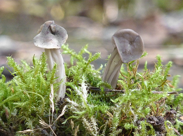 chriapač Helvella sp.