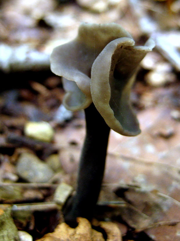 chriapač Helvella sp.