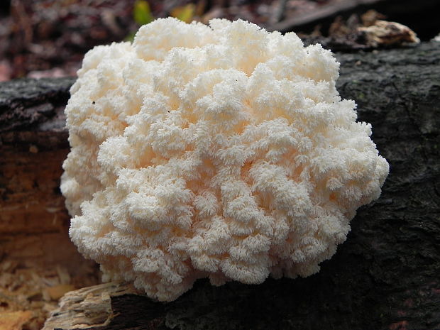 koralovec bukový Hericium coralloides (Scop.) Pers.