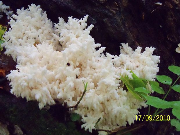 koralovec bukový Hericium coralloides (Scop.) Pers.