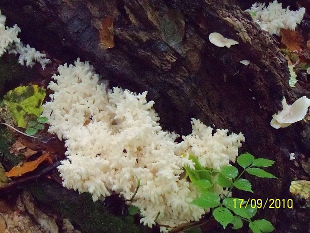 koralovec bukový Hericium coralloides (Scop.) Pers.