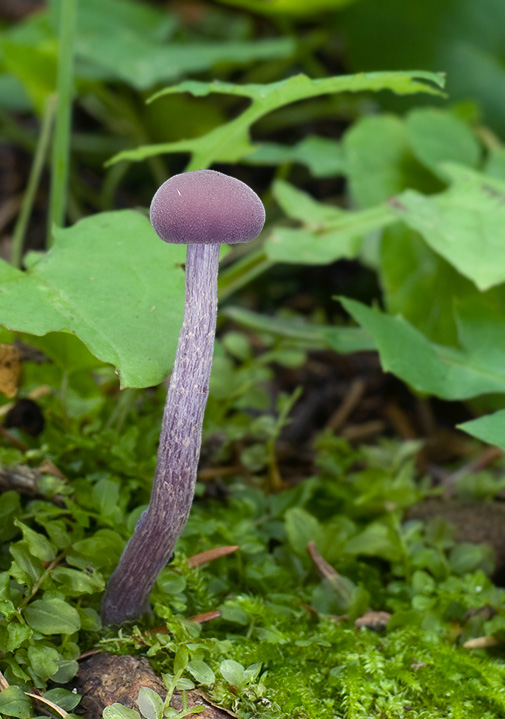 lakovka ametystová Laccaria amethystina (Huds.) Cooke