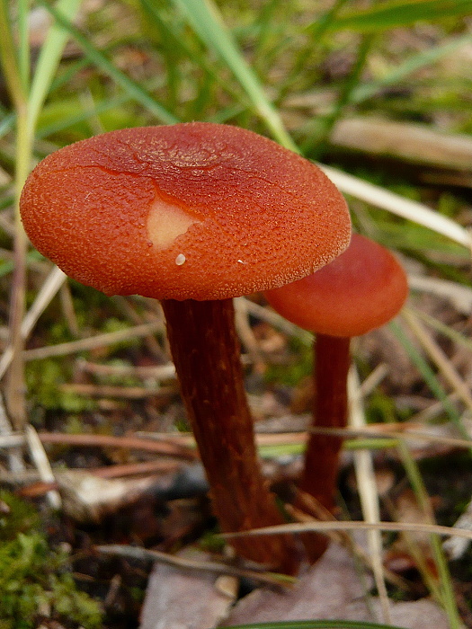 lakovka obyčajná Laccaria laccata (Scop.) Cooke