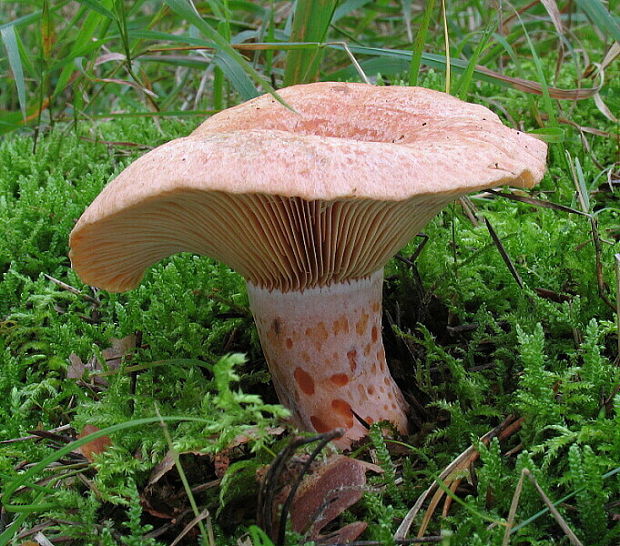 rýdzik vrchovský Lactarius salicis-reticulatae Kühner