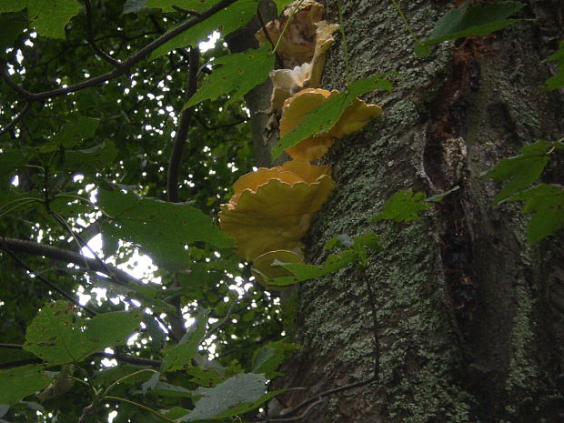 sírovec obyčajný Laetiporus sulphureus (Bull.) Murrill