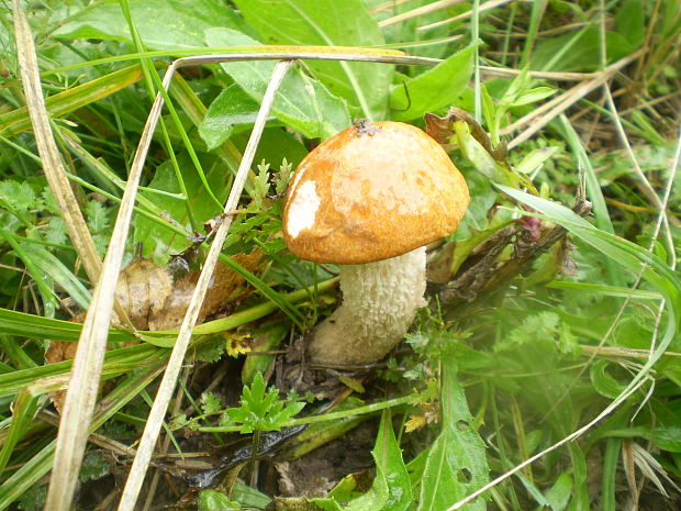 kozák osikový Leccinum albostipitatum den Bakker & Noordel.