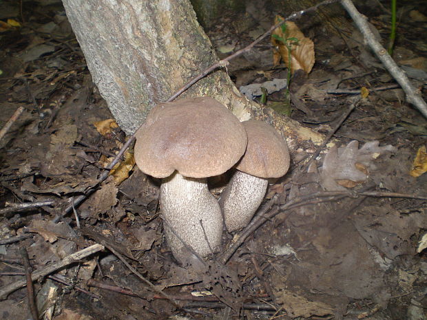 kozák topoľový Leccinum duriusculum (Schulzer ex Kalchbr.) Singer