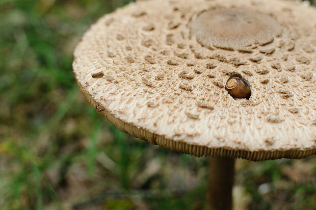 bedľa vysoká Macrolepiota procera (Scop.) Singer