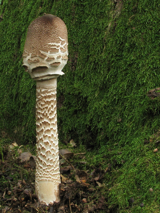 bedľa vysoká Macrolepiota procera (Scop.) Singer