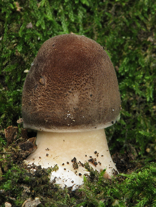 bedľa vysoká Macrolepiota procera (Scop.) Singer