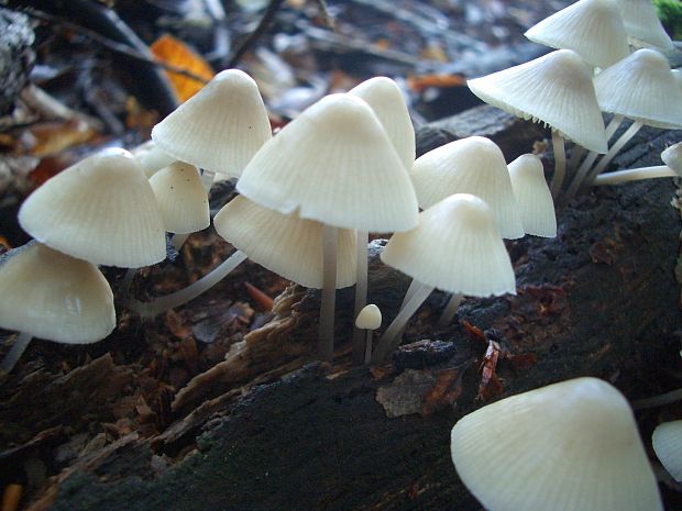 prilbička biela Mycena corticola (Pers.) Gray