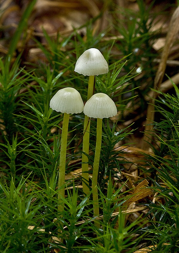 prilbička slizká Mycena epipterygia (Scop.) Gray