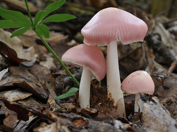 prilbička ružovkastá Mycena rosea Gramberg