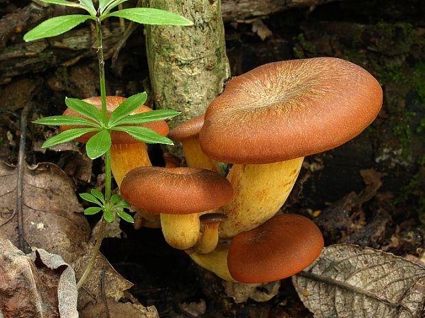 kališník hnedooranžový Omphalotus olearius (DC.) Singer