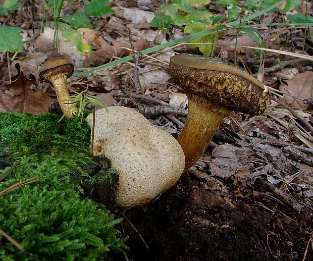 suchohríb cudzopasný Pseudoboletus parasiticus (Bull.) Šutara