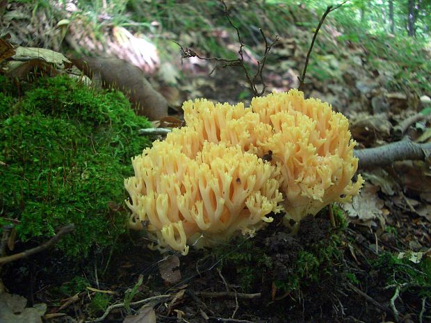 strapačka úhľadná Ramaria formosa (Pers.) Quél.