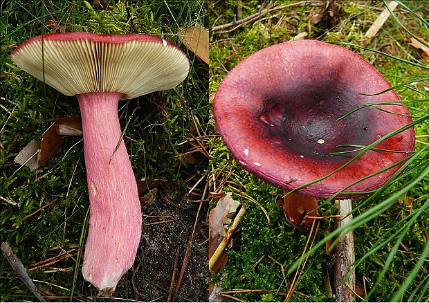 plávka vínovočervená Russula xerampelina (Schaeff.) Fr.