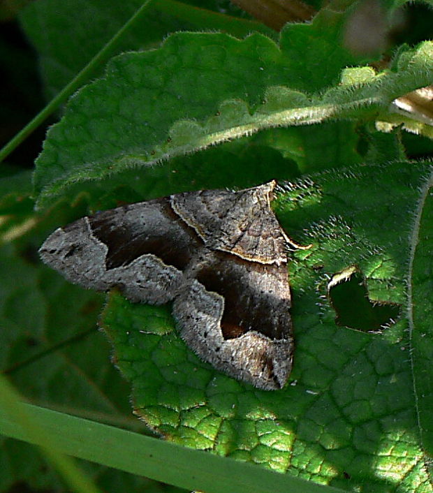 piadivka hrotitá - vlnočárník janovcový Scotopteryx moeniata  Scopoli, 1763