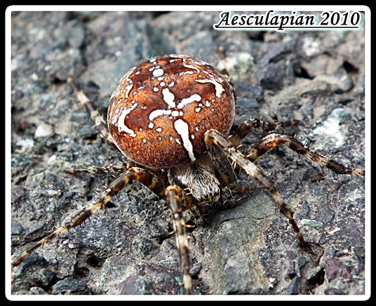 križiak obyčajný  (araneus diadematus)