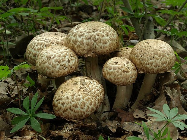 pečiarka trsovitá Agaricus bohusii Bon