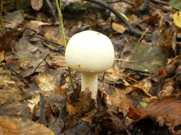 pečiarka hájová? Agaricus sylvicola (Vittad.) Peck